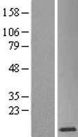 SH3BGRL3 Protein - Western validation with an anti-DDK antibody * L: Control HEK293 lysate R: Over-expression lysate