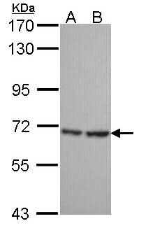 SH3BP1 Antibody - Sample (30 ug of whole cell lysate). A: Hela, B: JurKat. 7.5% SDS PAGE. SH3BP1 antibody diluted at 1:1000.
