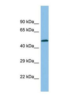 SH3BP1 Antibody - Western blot of Human U937. SH3BP1 antibody dilution 1.0 ug/ml.  This image was taken for the unconjugated form of this product. Other forms have not been tested.