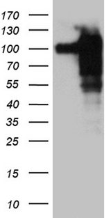 SH3BP1 Antibody - HEK293T cells were transfected with the pCMV6-ENTRY control. (Left lane) or pCMV6-ENTRY SH3BP1. (Right lane) cDNA for 48 hrs and lysed. Equivalent amounts of cell lysates. (5 ug per lane) were separated by SDS-PAGE and immunoblotted with anti-SH3BP1. (1:2000)