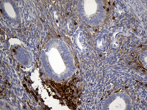 SH3BP1 Antibody - Immunohistochemical staining of paraffin-embedded Human endometrium tissue within the normal limits using anti-SH3BP1 mouse monoclonal antibody. (Heat-induced epitope retrieval by 1mM EDTA in 10mM Tris buffer. (pH8.5) at 120°C for 3 min. (1:500)