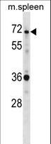 SH3BP2 Antibody - SH3BP2 Antibody western blot of mouse spleen tissue lysates (35 ug/lane). The SH3BP2 antibody detected the SH3BP2 protein (arrow).