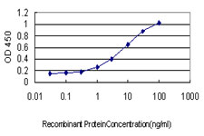 SH3BP2 Antibody - Detection limit for recombinant GST tagged SH3BP2 is approximately 0.1 ng/ml as a capture antibody.