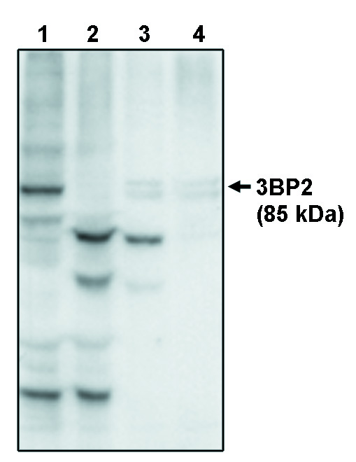 SH3BP2 Antibody - Western blot of anti-3BP2 at 10 ug/ml on recombinant full length 3BP2 protein (1), 3BP2 protein minus the PH domain (2), 3BP2 protein minus the PR domain (3) and 3BP2 protein minus the SH2 domain (4).