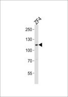 SH3BP4 Antibody - Western blot of lysate from ZF4 cell line, using DANRE sh3bp4a antibody diluted at 1:1000. A goat anti-rabbit IgG H&L (HRP) at 1:10000 dilution was used as the secondary antibody. Lysate at 20 ug.