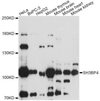 SH3BP4 Antibody - Western blot analysis of extracts of various cell lines, using SH3BP4 antibody at 1:1000 dilution. The secondary antibody used was an HRP Goat Anti-Rabbit IgG (H+L) at 1:10000 dilution. Lysates were loaded 25ug per lane and 3% nonfat dry milk in TBST was used for blocking. An ECL Kit was used for detection and the exposure time was 90s.