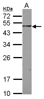 SH3BP5 / SAB Antibody - Sample (30 ug of whole cell lysate) A: THP-1 12% SDS PAGE SH3BP5 antibody diluted at 1:1000