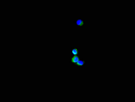 SH3BP5 / SAB Antibody - Immunofluorescent analysis of Hela cells using SH3BP5 Antibody at a dilution of 1:100 and Alexa Fluor 488-congugated AffiniPure Goat Anti-Rabbit IgG(H+L)
