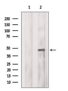 SH3BP5 / SAB Antibody