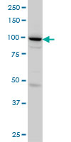 SH3D19 Antibody - SH3D19 monoclonal antibody (M01), clone 5C7 Western blot of SH3D19 expression in HeLa.