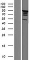 SH3D19 Protein - Western validation with an anti-DDK antibody * L: Control HEK293 lysate R: Over-expression lysate