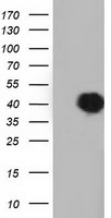 SH3GL1 / EEN Antibody - HEK293T cells were transfected with the pCMV6-ENTRY control (Left lane) or pCMV6-ENTRY SH3GL1 (Right lane) cDNA for 48 hrs and lysed. Equivalent amounts of cell lysates (5 ug per lane) were separated by SDS-PAGE and immunoblotted with anti-SH3GL1.