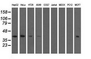 SH3GL1 / EEN Antibody - Western blot of extracts (35 ug) from 9 different cell lines by using anti-SH3GL1 monoclonal antibody.