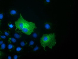 SH3GL1 / EEN Antibody - Anti-SH3GL1 mouse monoclonal antibody  immunofluorescent staining of COS7 cells transiently transfected by pCMV6-ENTRY SH3GL1.