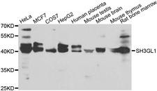SH3GL1 / EEN Antibody - Western blot analysis of extracts of various cell lines.
