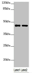 SH3GL1 / EEN Antibody - Western blot All Lanes:SH3GL1 antibody at 2.48ug/ml Lane 1 : HT29 whole cell lysate Lane 2 : 293T whole cell lysate Secondary Goat polyclonal to Rabbit IgG at 1/10000 dilution Predicted band size: 42,37,35 kDa Observed band size: 41 kDa