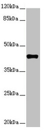 SH3GL1 / EEN Antibody - Western blot All lanes: SH3GL1 antibody at 2.48µg/ml + HT29 whole cell lysate Secondary Goat polyclonal to rabbit IgG at 1/10000 dilution Predicted band size: 42, 37, 35 kDa Observed band size: 42 kDa