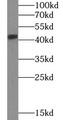 SH3GL1 / EEN Antibody - COS-7 cells were subjected to SDS PAGE followed by western blot with SH3GL1 antibody at dilution of 1:1000