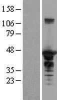 SH3GL1 / EEN Protein - Western validation with an anti-DDK antibody * L: Control HEK293 lysate R: Over-expression lysate