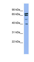 SH3GL2 Antibody - SH3GL2 antibody Western blot of HeLa lysate. This image was taken for the unconjugated form of this product. Other forms have not been tested.