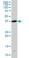 SH3GL2 Antibody - SH3GL2 monoclonal antibody (M01), clone 5A6 Western blot of SH3GL2 expression in PC-12.