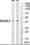 SH3GL2 Antibody - Western blot of extracts from K562 cells and HeLa cells, using SH3GL2 antibody.
