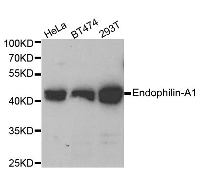 SH3GL2 Antibody - Western blot analysis of HeLa, BT474 and 293T cell lysates using Rabbit anti Endophilin-A1 antibody at a 1/1000 dilution. 3% non-fat dry milk was used for blocking.