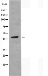 SH3GL2 Antibody - Western blot analysis of extracts of K562 cells using SH3GL2 antibody.
