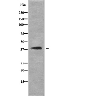 SH3GL3 Antibody - Western blot analysis SH3GL3 using NIH-3T3 whole cells lysates