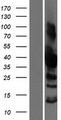 SH3GL3 Protein - Western validation with an anti-DDK antibody * L: Control HEK293 lysate R: Over-expression lysate