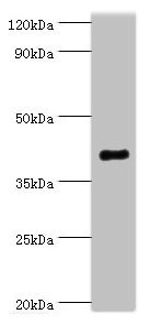 SH3GLB1 / Bif / Endophilin B1 Antibody - Western blot All lanes: Endophilin-B1 antibody at 2µg/ml + Mouse kidney tissue Secondary Goat polyclonal to rabbit IgG at 1/10000 dilution Predicted band size: 41, 44, 30 kDa Observed band size: 41 kDa