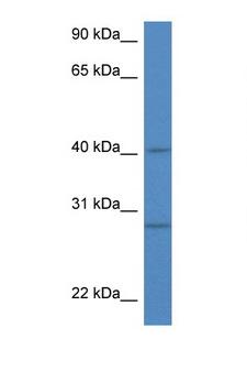 SH3GLB1 / Bif / Endophilin B1 Antibody - SH3GLB1 / Bif-1 antibody Western blot of Mouse Thymus lysate. Antibody concentration 1 ug/ml.  This image was taken for the unconjugated form of this product. Other forms have not been tested.