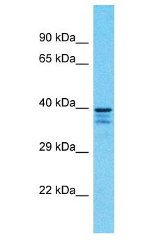 SH3GLB1 / Bif / Endophilin B1 Antibody - SH3GLB1 / Bif / Endophilin B1 antibody Western Blot of U937. Antibody dilution: 1 ug/ml.  This image was taken for the unconjugated form of this product. Other forms have not been tested.