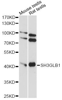 SH3GLB1 / Bif / Endophilin B1 Antibody - Western blot analysis of extracts of various cell lines, using SH3GLB1 antibody at 1:1000 dilution. The secondary antibody used was an HRP Goat Anti-Rabbit IgG (H+L) at 1:10000 dilution. Lysates were loaded 25ug per lane and 3% nonfat dry milk in TBST was used for blocking. An ECL Kit was used for detection and the exposure time was 60s.