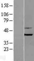 SH3GLB1 / Bif / Endophilin B1 Protein - Western validation with an anti-DDK antibody * L: Control HEK293 lysate R: Over-expression lysate