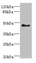 SH3GLB2 / Endophilin-B2 Antibody - Western blot All Lanes: SH3GLB2 antibody at 5.5ug/ml+ Mouse liver tissue Goat polyclonal to rabbit at 1/10000 dilution Predicted band size: 44,45 kDa Observed band size: 44 kDa