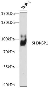 SH3KBP1 / CIN85 Antibody - Western blot analysis of extracts of THP-1 cells using SH3KBP1 Polyclonal Antibody at dilution of 1:1000.