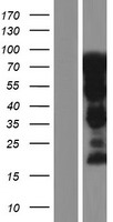 SH3KBP1 / CIN85 Protein - Western validation with an anti-DDK antibody * L: Control HEK293 lysate R: Over-expression lysate