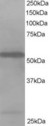 SH3P7 / HIP-55 Antibody - Antibody staining (1 ug/ml) of Jurkat lysate (RIPA buffer, 35 ug total protein per lane). Primary incubated for 1 hour. Detected by Western blot of chemiluminescence.