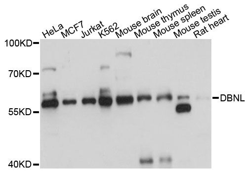 SH3P7 / HIP-55 Antibody - Western blot analysis of extracts of various cell lines, using DBNL antibody at 1:3000 dilution. The secondary antibody used was an HRP Goat Anti-Rabbit IgG (H+L) at 1:10000 dilution. Lysates were loaded 25ug per lane and 3% nonfat dry milk in TBST was used for blocking. An ECL Kit was used for detection and the exposure time was 1s.