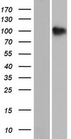 SH3PXD2B Protein - Western validation with an anti-DDK antibody * L: Control HEK293 lysate R: Over-expression lysate