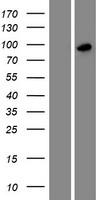 SH3RF3 Protein - Western validation with an anti-DDK antibody * L: Control HEK293 lysate R: Over-expression lysate