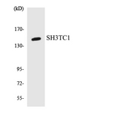 SH3TC1 Antibody - Western blot analysis of the lysates from RAW264.7cells using SH3TC1 antibody.
