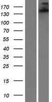 SH3TC1 Protein - Western validation with an anti-DDK antibody * L: Control HEK293 lysate R: Over-expression lysate