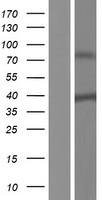 SH3YL1 Protein - Western validation with an anti-DDK antibody * L: Control HEK293 lysate R: Over-expression lysate