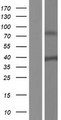 SH3YL1 Protein - Western validation with an anti-DDK antibody * L: Control HEK293 lysate R: Over-expression lysate