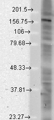 SHANK2 / SHANK Antibody - Western blot analysis of pan-Shank in rat brain membrane lysates using a 1:1000 dilution of SHANK2 / SHANK antibody.  This image was taken for the unconjugated form of this product. Other forms have not been tested.