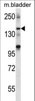 SHANK2 / SHANK Antibody - SHANK2 Antibody western blot of mouse bladder tissue lysates (35 ug/lane). The SHANK2 antibody detected the SHANK2 protein (arrow).