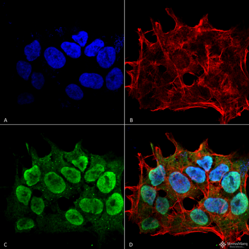 SHANK3 Antibody - Immunocytochemistry/Immunofluorescence analysis using Mouse Anti-SHANK1/SHANK3 Monoclonal Antibody, Clone S367-51. Tissue: Neuroblastoma cell line (SK-N-BE). Species: Human. Fixation: 4% Formaldehyde for 15 min at RT. Primary Antibody: Mouse Anti-SHANK1/SHANK3 Monoclonal Antibody  at 1:100 for 60 min at RT. Secondary Antibody: Goat Anti-Mouse ATTO 488 at 1:100 for 60 min at RT. Counterstain: Phalloidin Texas Red F-Actin stain; DAPI (blue) nuclear stain at 1:1000; 1:5000 for 60 min RT, 5 min RT. Localization: Cytoplasm, Nucleus. Magnification: 60X. (A) DAPI (blue) nuclear stain. (B) Phalloidin Texas Red F-Actin stain. (C) SHANK1/SHANK3 Antibody. (D) Composite.