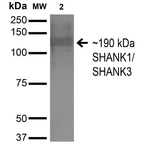SHANK3 Antibody - Western Blot analysis of Monkey COS cells transfected with HA-tagged Shank1 showing detection of ~190 kDa SHANK1/SHANK3 protein using Mouse Anti-SHANK1/SHANK3 Monoclonal Antibody, Clone S367-51. Lane 1: Molecular Weight Ladder. Lane 2: Monkey COS cells transfected with HA-tagged Shank1. Load: 15 µg. Block: 2% BSA and 2% Skim Milk in 1X TBST. Primary Antibody: Mouse Anti-SHANK1/SHANK3 Monoclonal Antibody  at 1:200 for 16 hours at 4°C. Secondary Antibody: Goat Anti-Mouse IgG: HRP at 1:1000 for 1 hour RT. Color Development: ECL solution for 6 min in RT. Predicted/Observed Size: ~190 kDa.